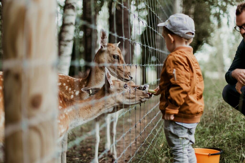 Kid at zoo