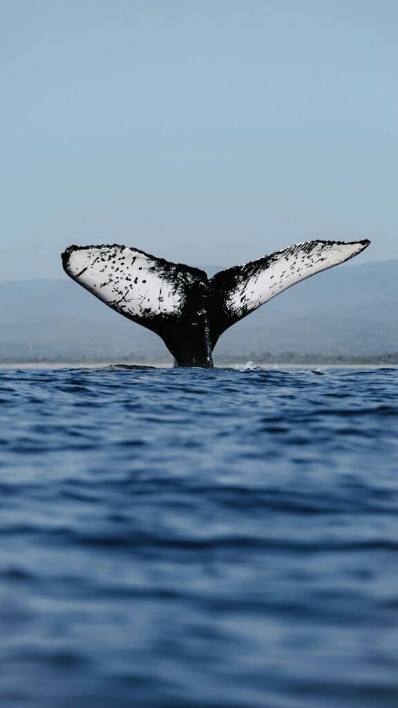 humpback whale