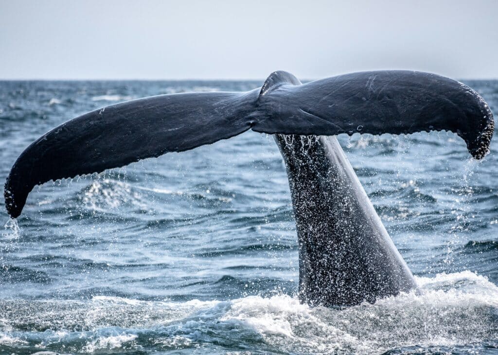 whale watching