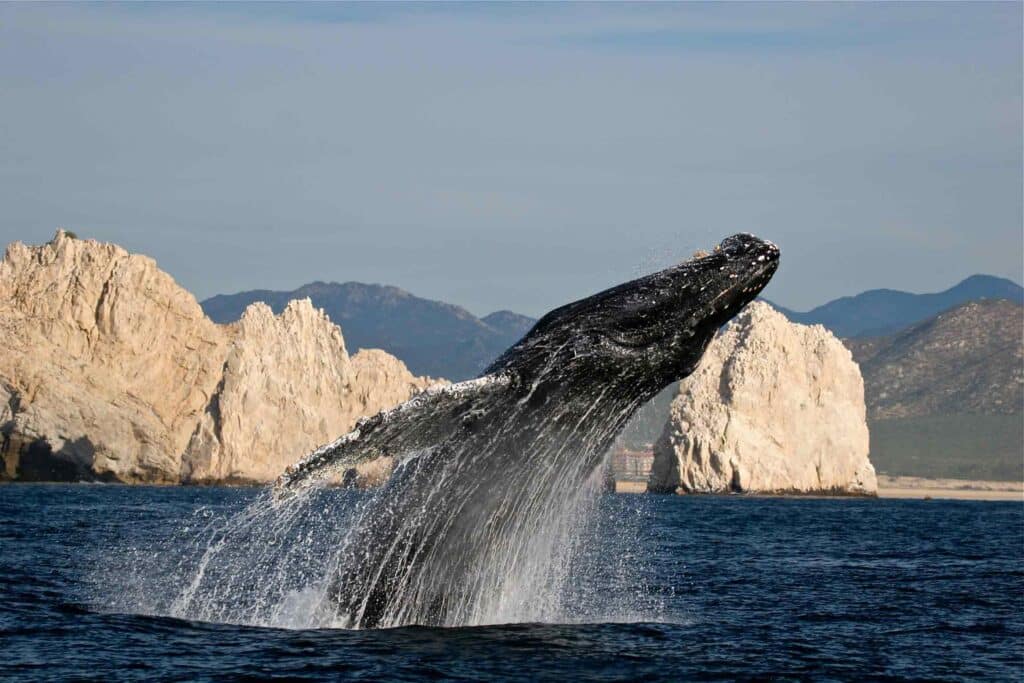 Whale Watching